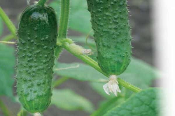 cucumber parker