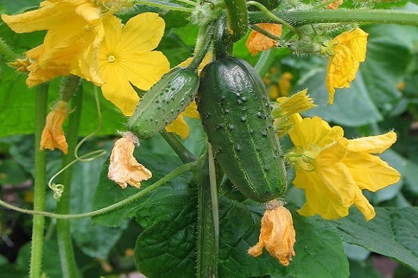 bourdon au concombre