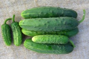 Description of the cucumber variety Bumblebee f1, its characteristics and yield