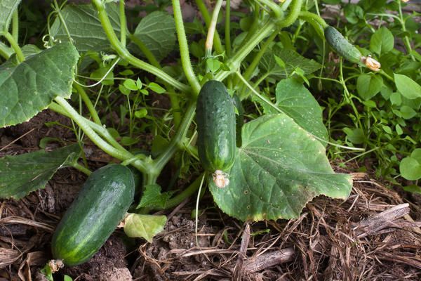 concombres dans le jardin