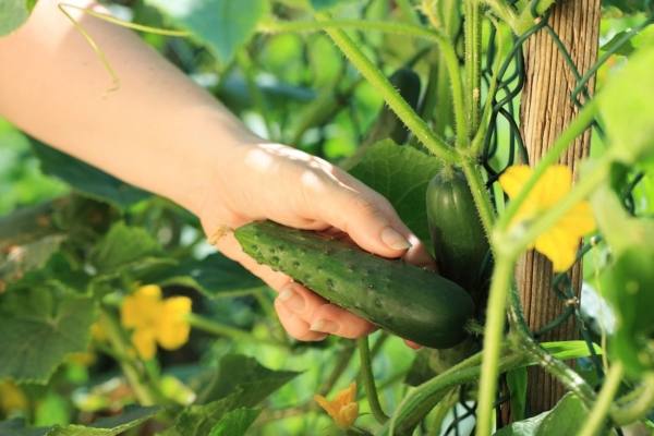 man touching cucumbers in the garden