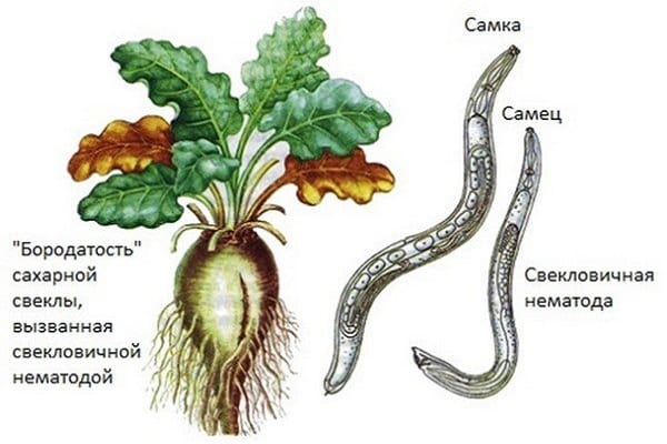 affecté par les nématodes