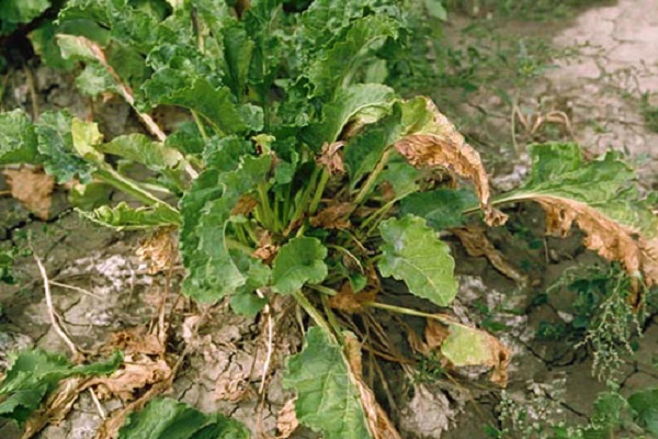 cercosporosis of root crops