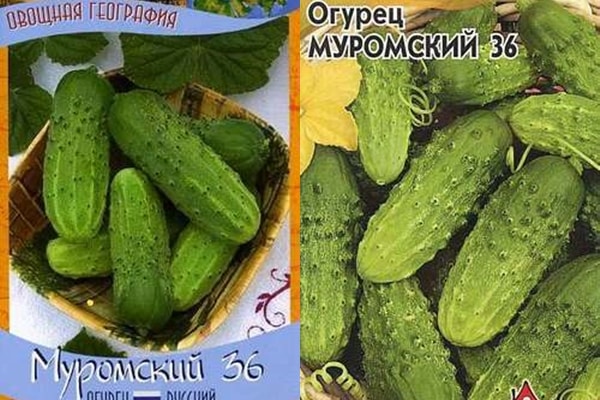 semillas de pepino Muromsky