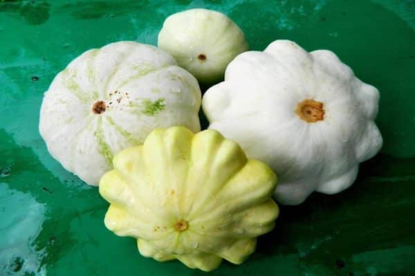 white squash