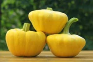 Description of the varieties of squash UFO, Gosha, Disk, Solnyshko, Sunny Bunny and their yield