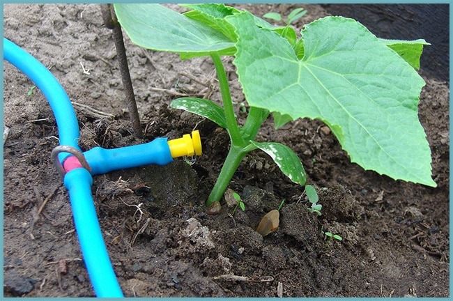 irrigation goutte à goutte des concombres