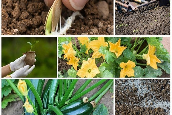 nourrir les courgettes