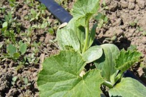 Pourquoi les courgettes ont un goût amer dans le jardin et que faire