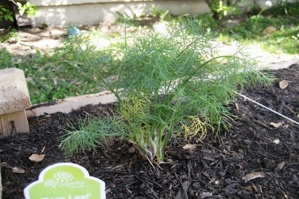 germinating seeds