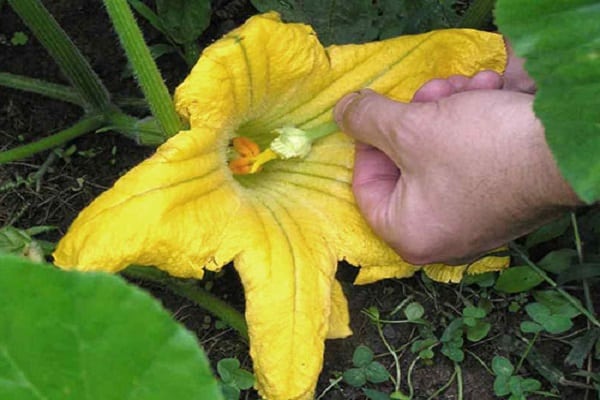 citrouilles à la main