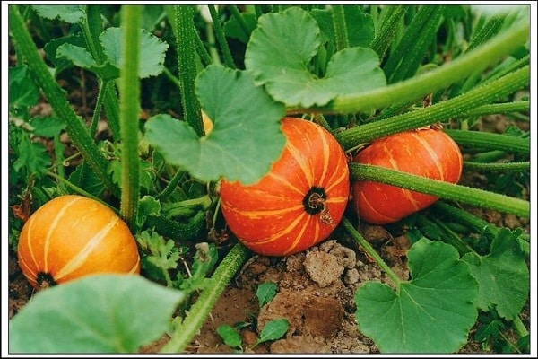 menetapkan buah