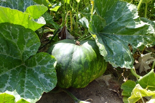 la planta está sobrealimentada