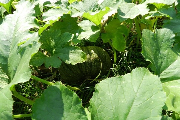 dense foliage