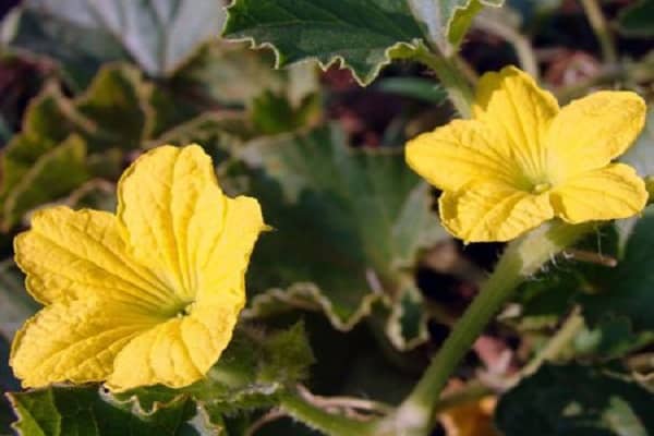 los melones no están atados