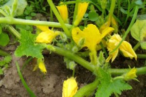 Pourquoi les melons ne sont pas attachés et les fleurs vides sont dessus, raisons et que faire