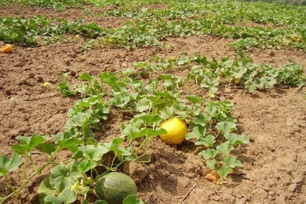 melon plant