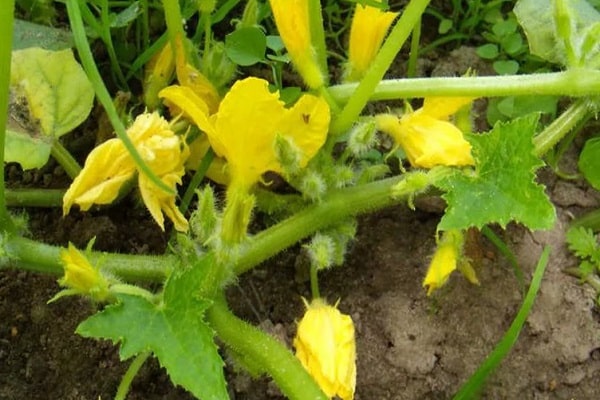 fleur stérile sur courgettes