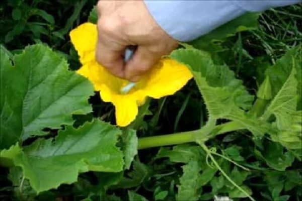 flores femeninas