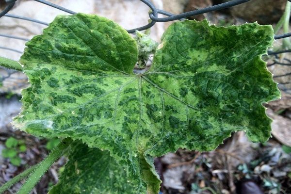 plantes flétries