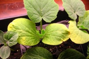 Why zucchini leaves turn yellow in open ground: what to do