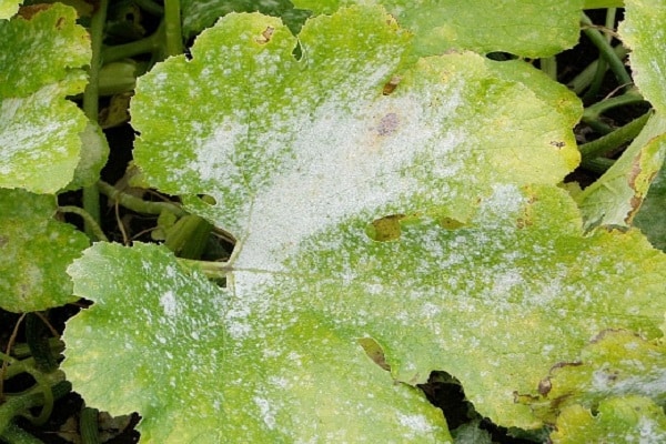 powdery mildew