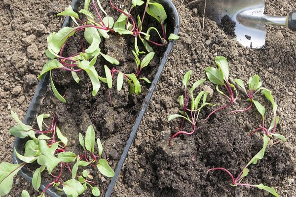 growing beets