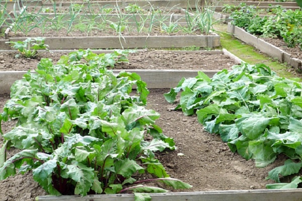 vegetable crops