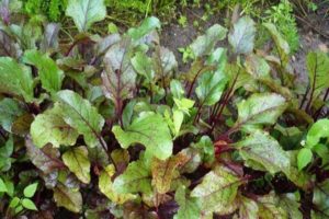 Why beet leaves turn red and what to do