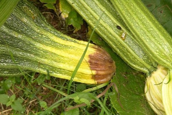 pourriture des courgettes