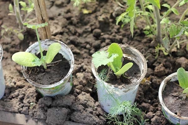 planting at zucchini