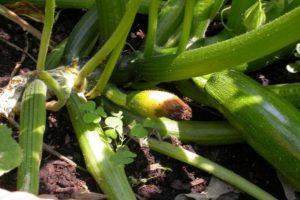 Pourquoi les courgettes pourrissent dans le jardin: que faire pour mieux traiter