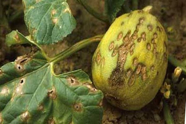 technologie agricole pour la culture