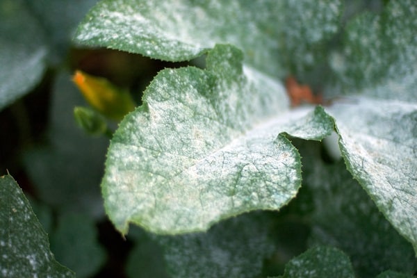 powdery mildew