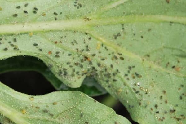 pequeños insectos