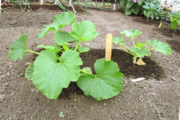 nourrir la citrouille