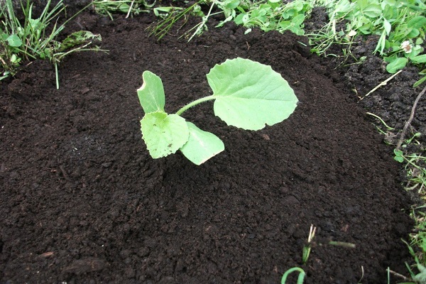 plant a vegetable