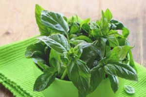 Useful properties and contraindications of basil for the human body