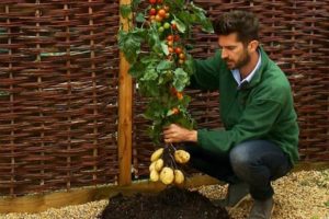 Descripción de la variedad vegetal cruzada Pomidofel y su cultivo