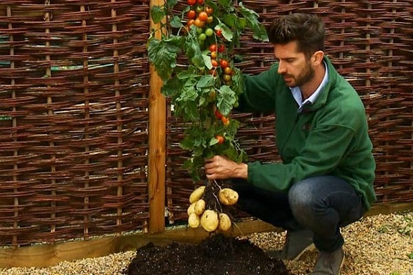 tomato plants