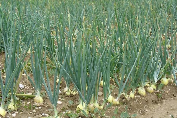 cebollas cultivadas