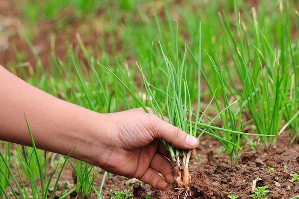 planter des oignons