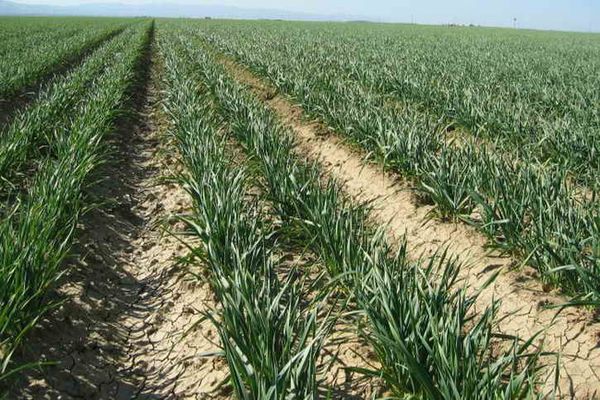 planting onions in the fields