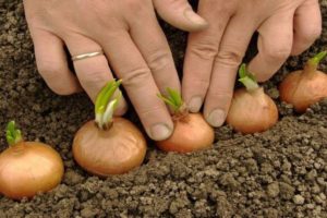 Comment planter correctement des oignons au printemps ou à l'automne pour qu'il y ait de gros bulbes