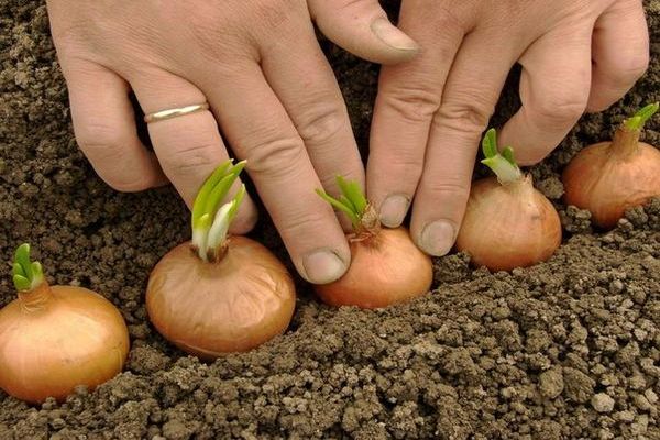 planting onions