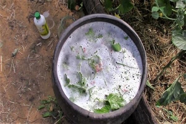 alimentos verdes