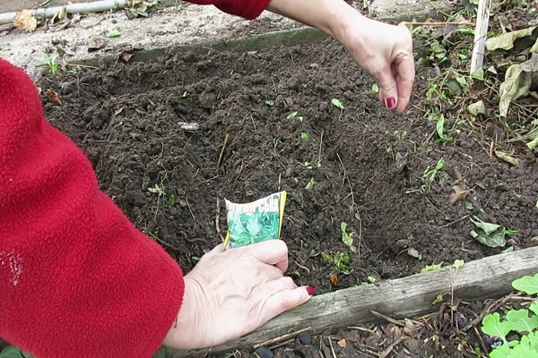 planting greenery