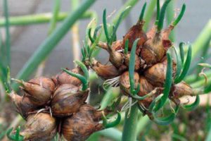 Planting, growing and caring for multi-tiered onions