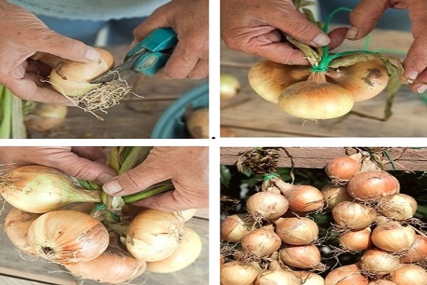 tejiendo una coleta