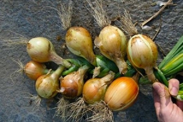 trenzas de cebolla